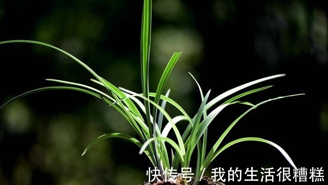 兰花能用透明塑料盆养吗？这样使用效果更好，新手兰友须知