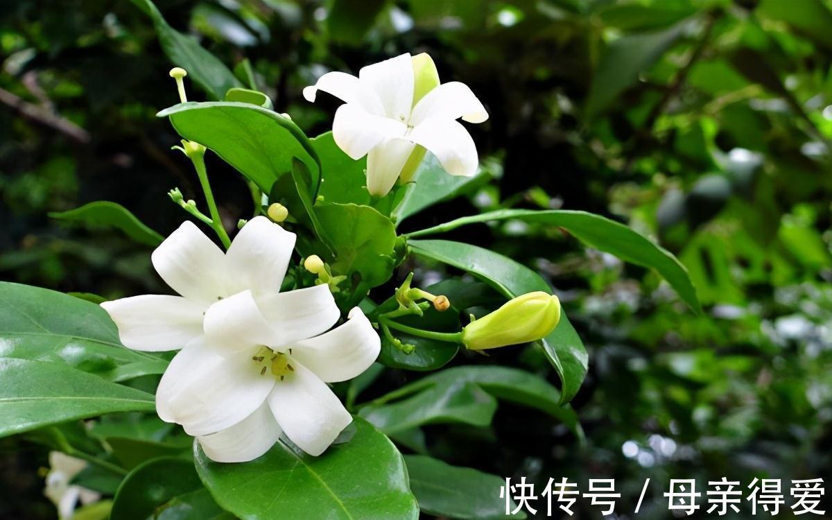 陈阿姨养七里香，加一点自制肥料，四季常青，花期开满一盆