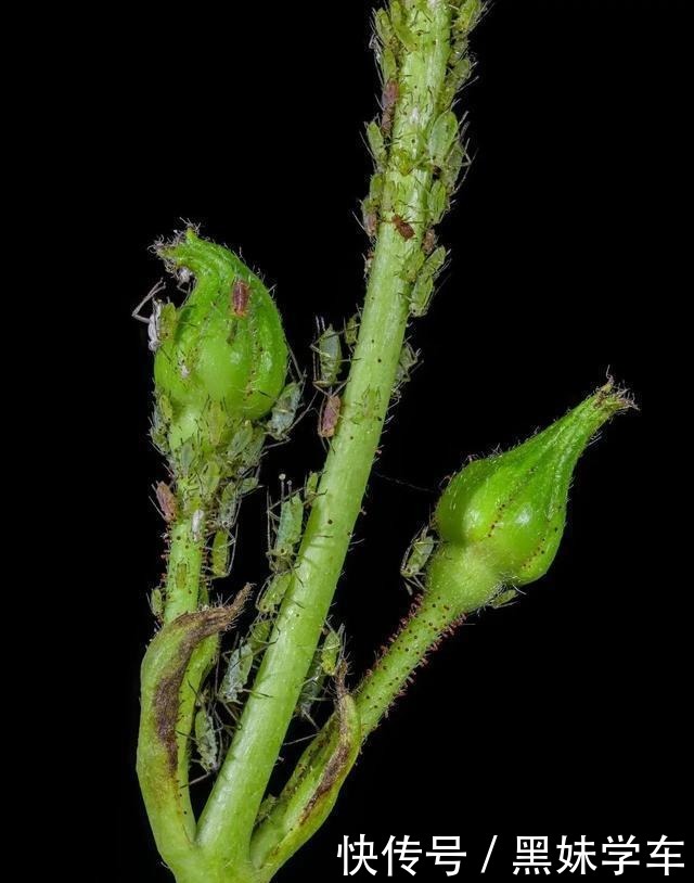 杀不死的“小黑飞”教你4种方法,整个夏天养花,清净了!