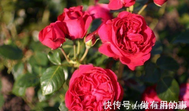 25款包子型月季 花开永不败 大花好养又丰花 新手推荐种植 粉紫色 25款包子型月季 花开永不败 大花好养又丰花 新手推荐种植 粉紫色