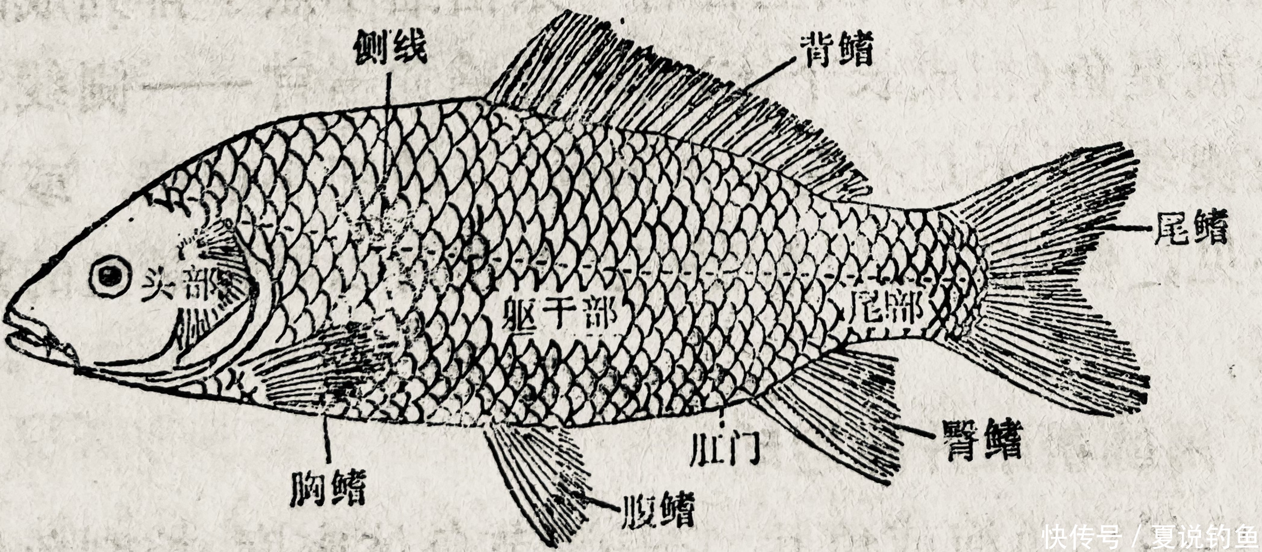 【鱼百科】鱼的基础知识,了解主要生理特征