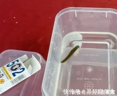 小伙|水蛭以吸血为生,如果吸了502胶水会怎样?国外小伙揭开谜底