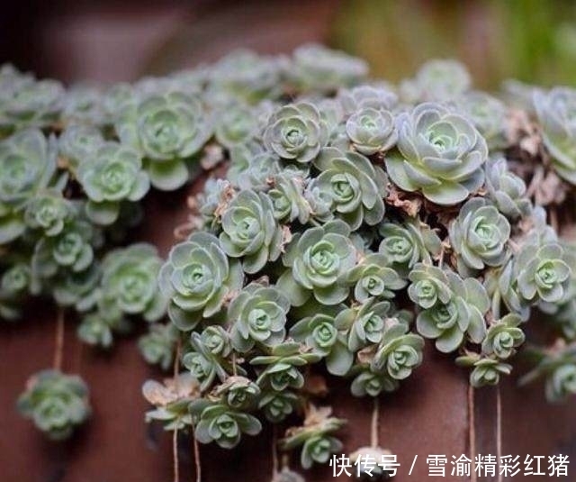 便宜又好养,最容易爆盆的花卉植物,轻松享受植物爆盆的魅力