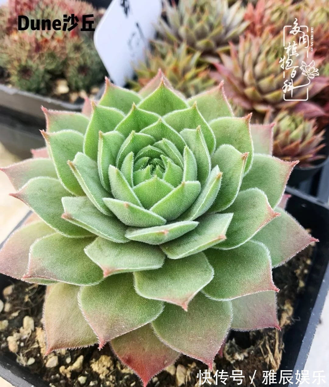 框子|这多肉拼盘这么仙!如何制作达人手把手教你制作长生草拼盘!