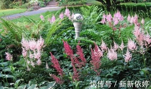 阳台上|5种“阴暗花”,藏在角落里,年年自行繁殖,也能开成“仙花树”