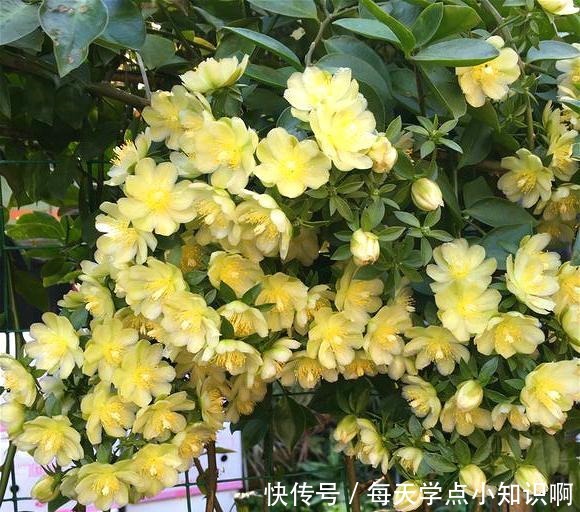 开花仙气十足,香气浓烈,遇土就活,还被大家称为“嫁接神木”!