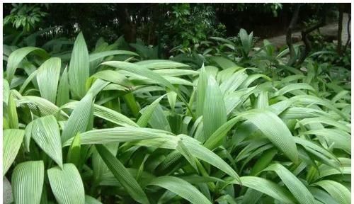 男人|天然“雄激素”找到了，男人平时敞开吃，激发肾活力，越来越年轻