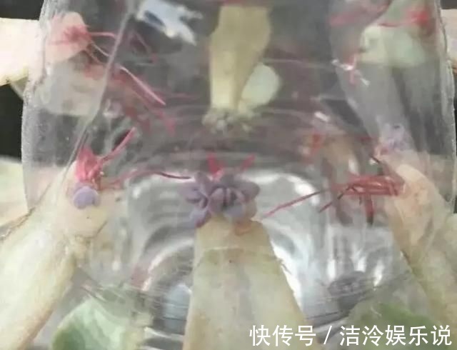 多肉|矿泉水瓶有“大作用”，10个“用法”最经典，可以种豆芽、养花