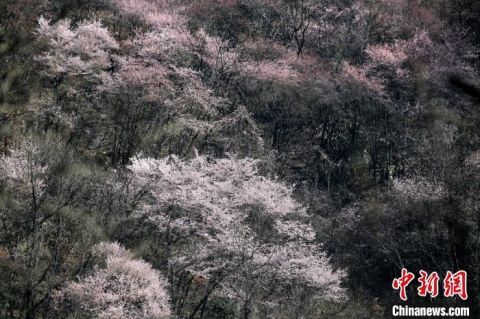 早春|美爆了！春光无限好 山谷野樱开