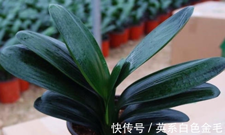 阳台养君子兰,四季学会“巧浇水”,叶子绿油油,冬季开爆盆