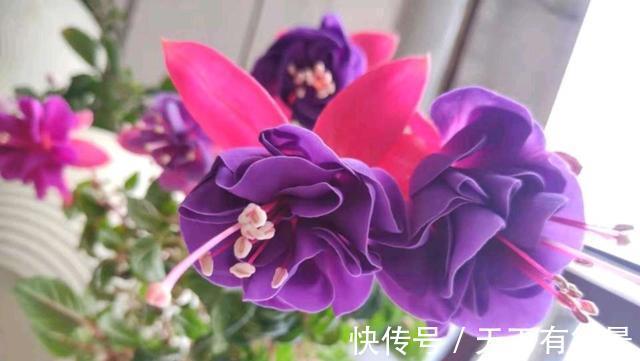 倒挂金钟|这种花,天热难活,赶紧扦插,年年都会有花开