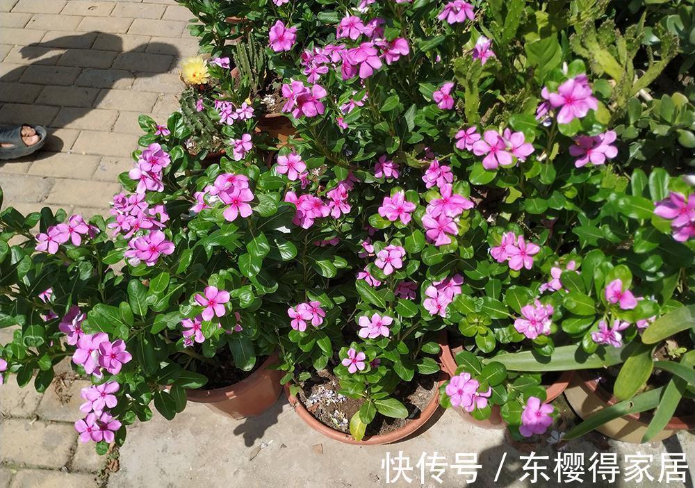 小苗|养了一棵花,爆了“一窝崽”,漂亮又好养,就是不值钱