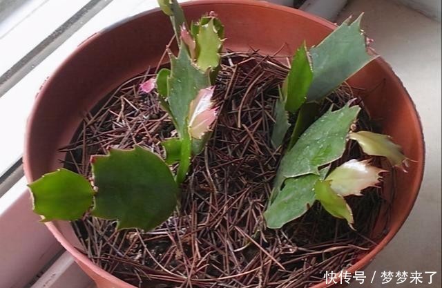 方法|一把梳子,扦插蟹爪兰,齐刷刷一排“白胡须”,插活几十棵