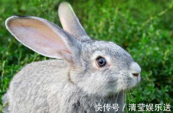 属兔人|63年属兔人的下半生，老人讲的话不假，每个属兔人都逃不掉！