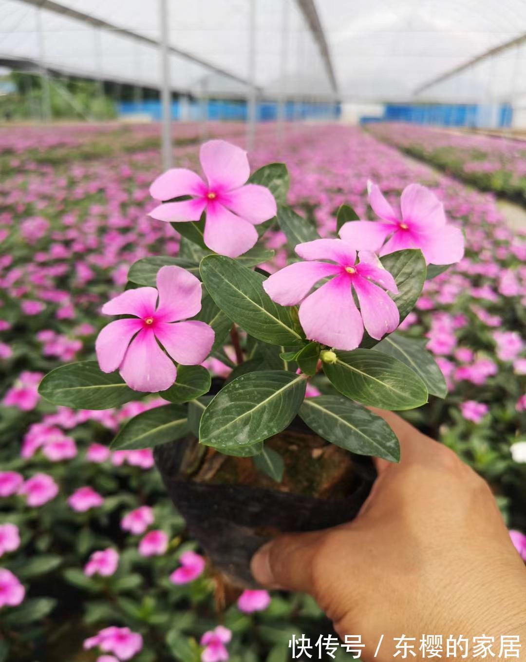 长春花|养花试试这几款,易开,易爆,株型美观,色彩艳丽