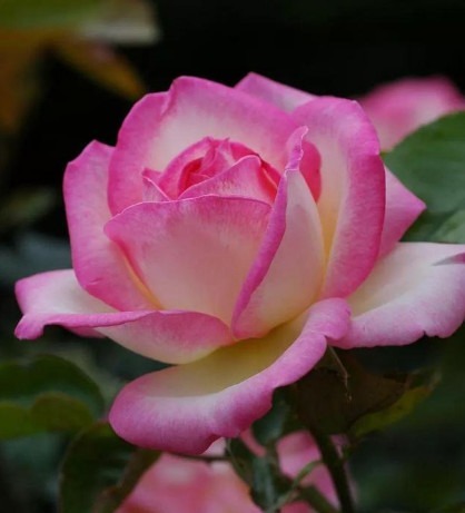 此种月季花,美得让人毫无抵抗力,花大色艳,全年开花不断!