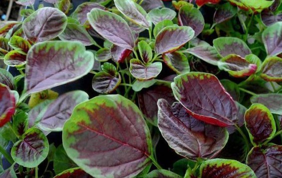 味道|不能不加热的四道菜,很多人不理解,吃的话对健康有害