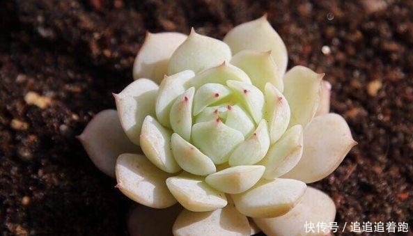 多肉植物夏天要断水处理不好,小心多肉集体阵亡