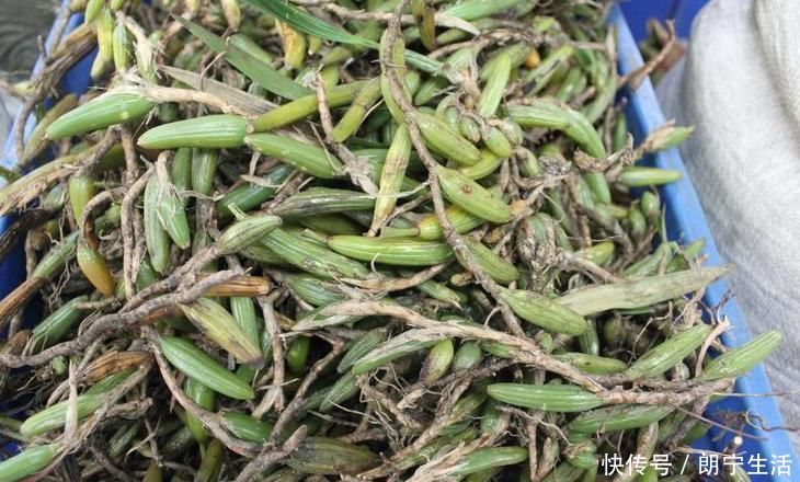 立秋后，肺熱咳嗽不止，常用此草煮水，養陰潤肺，咳嗽不咳