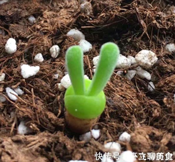 碧玉环|3款高颜值多肉,大部分人都后悔入手,图片好看,养起来很坑