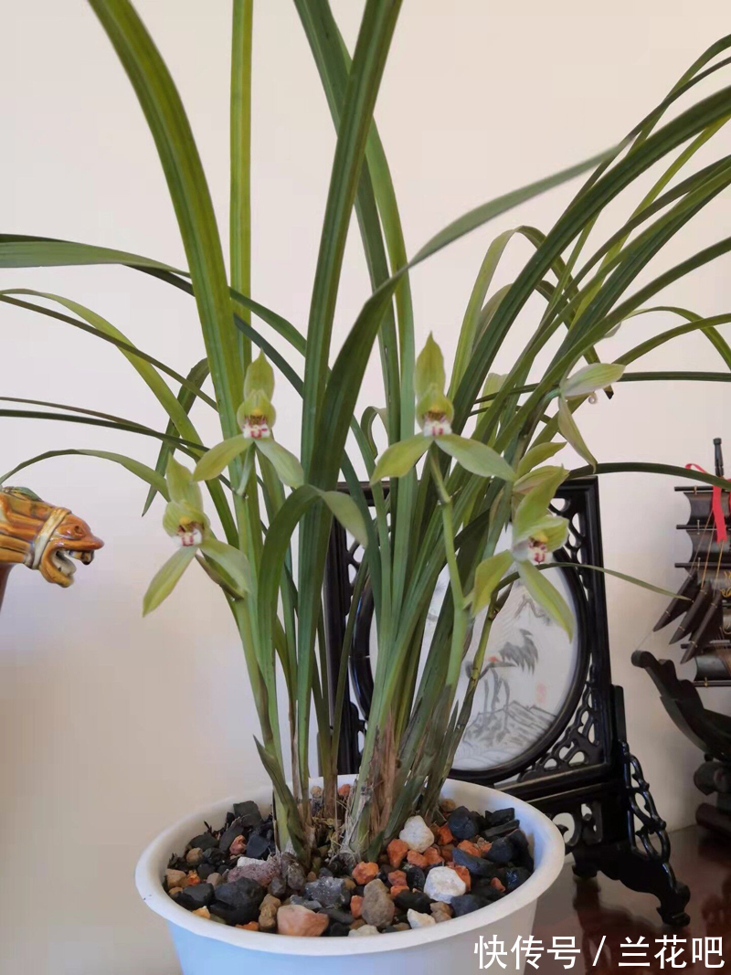 我找到了兰花植料的感觉,不同情况,不同的配方