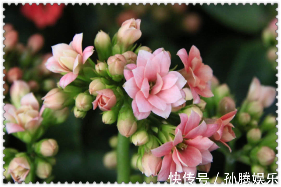 养长寿花,“1个部位”不及时剪,新芽长得慢,影响开花