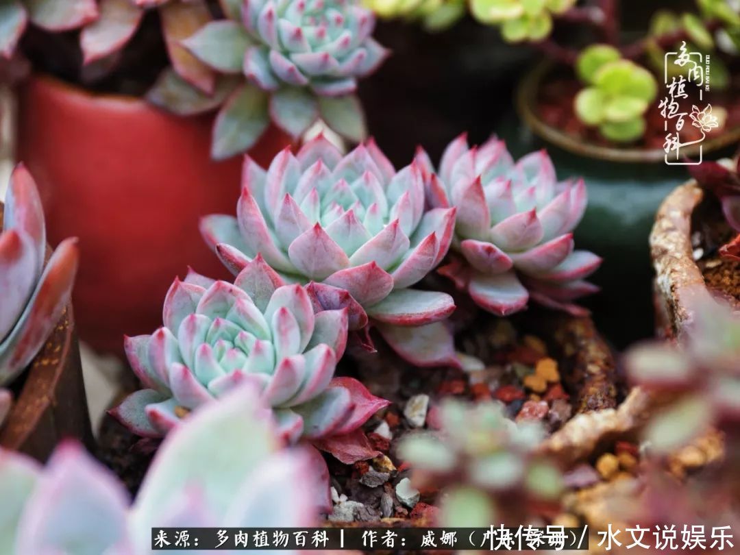日子|笼子里露养的多肉,越养越美!有多肉的日子伴着小确幸!