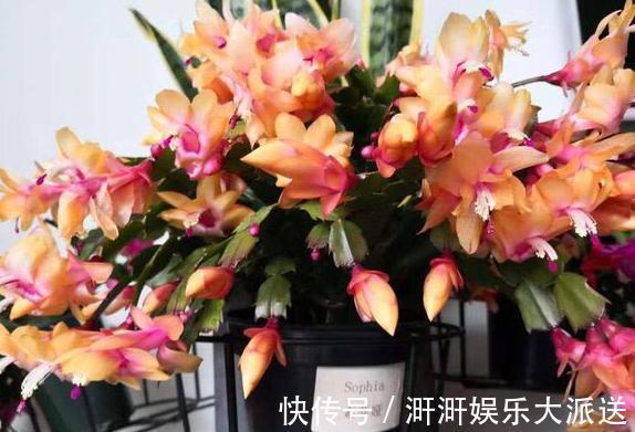 蟹爪兰|蟹爪兰度夏并不难,只需掌握“几要点”,叶片不瘦弱,花期又爆盆