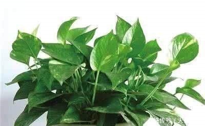 这东西|花盆里埋点这东西,绿萝叶子绿的出油,跟手掌一般大!