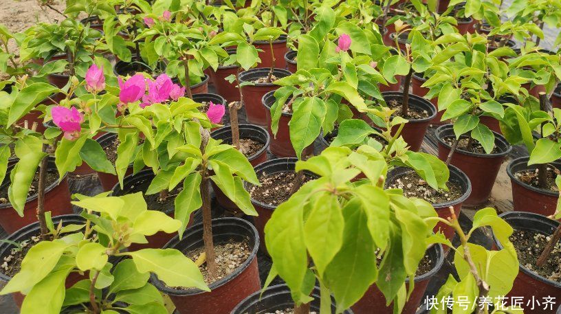 适合夏季扦插的“六种花”,操作简单,容易生根,其他季节难生根
