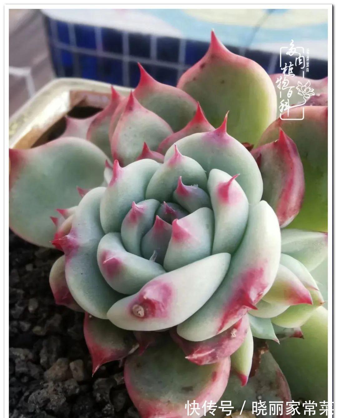 百科|多肉之路,让我沉醉,浮世三千,有肉就欢!