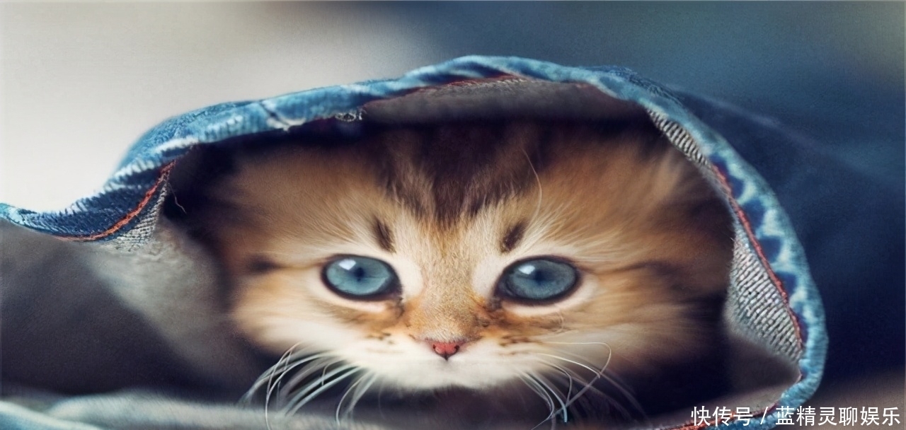 李时珍|猫肉为何不上中国餐桌?其实李时珍早就告诉我们答案,古人已试过