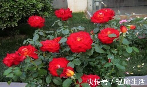 月季横拉很简单，做好这四点，芽点萌发多，花开多又美