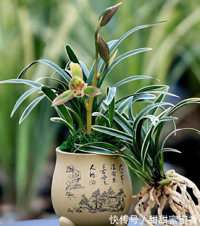 贵妃兰应该怎么养