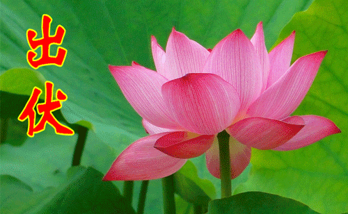 养生|今日出伏,吃3瓜、3肉、4点,别做6件事!