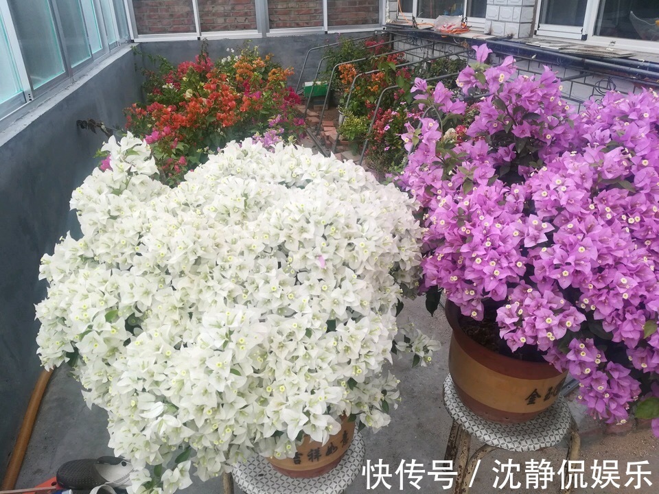 营养物质|成为养花高手,记得别做“3件”错事,几乎啥花都能养“爆盆”