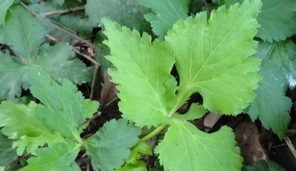 皮肤瘙痒|农村荒野这些野菜,嫩茎叶可清炒,野香十足,好吃又防病治病!