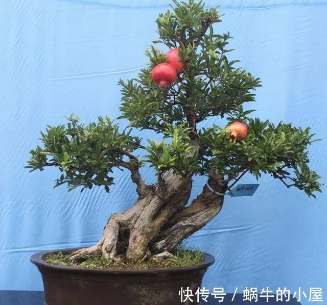 牡丹花|几种常见的吉利花，摆在家里有富贵有福，你家养了几种？