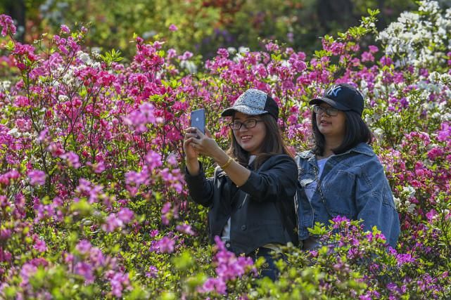 浙江金华：杜鹃花开迎客来，美丽风景你来赏