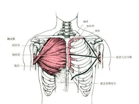 胸肌|想要通过俯卧撑练出饱满胸肌，只需要加入俯卧撑的变式和一件神器