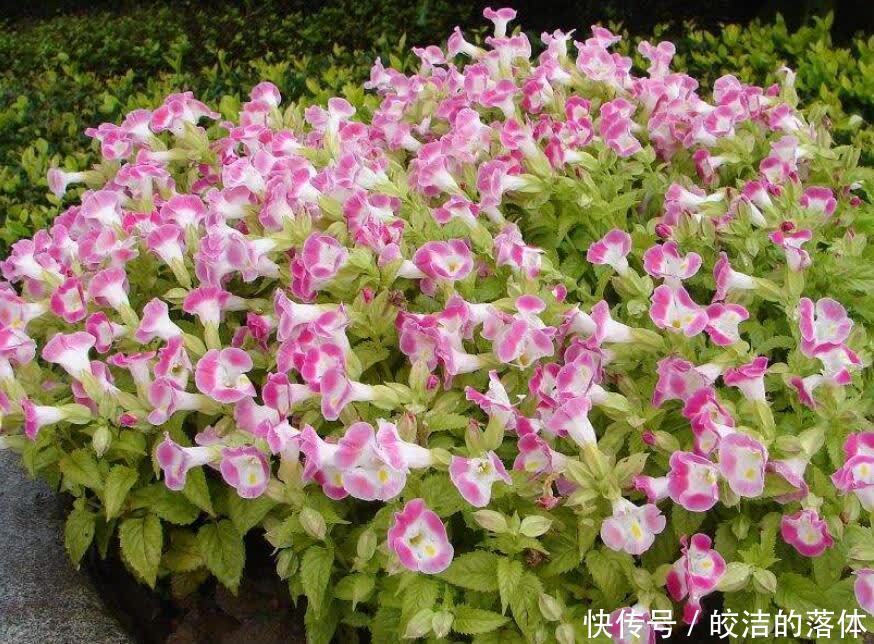 佳品|不怕天气热的“6种花”,好管理易养护,个个是盆栽佳品