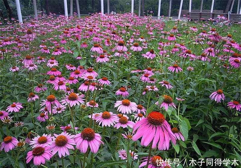 可爱的松果菊,一开花变成花海,耐旱耐旱,最适合院子里种