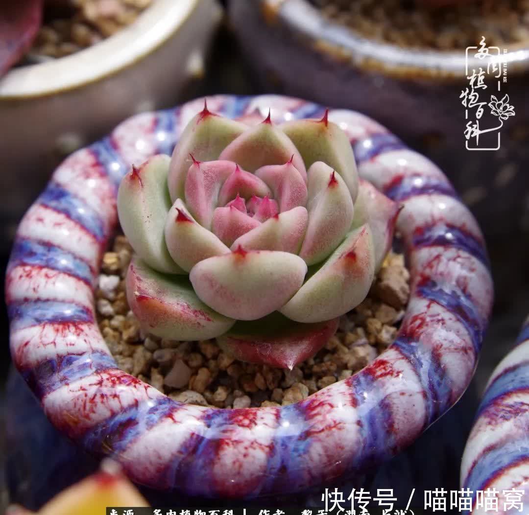 最温暖不过人间烟火,来自逆挂区的多肉!