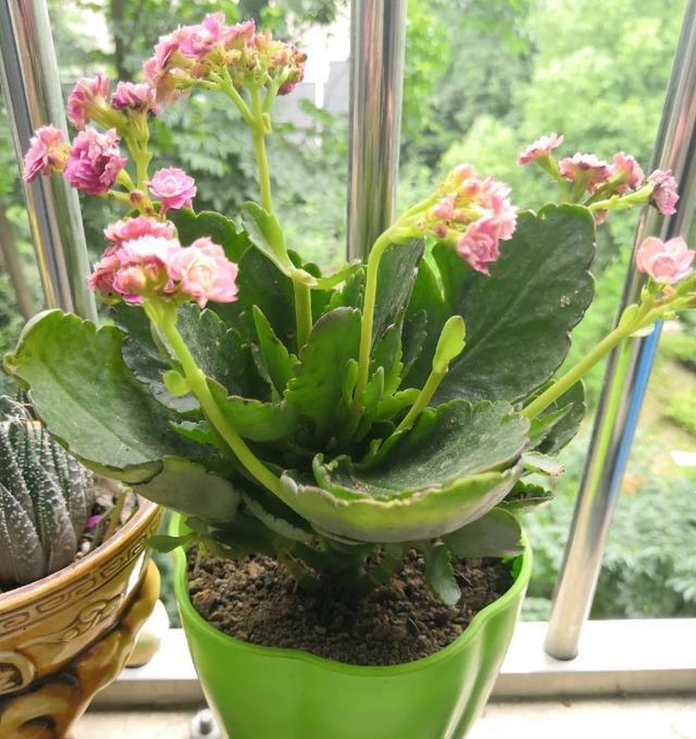 休眠期开花,剪掉才能活,需要一些养护技巧,才能保证安全度夏