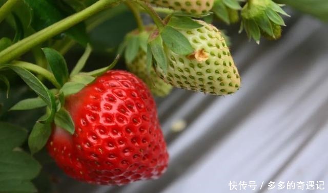 瓜果|瓜果飘香|太甜!如果凉山的冬天有味道,一定是草莓味的~