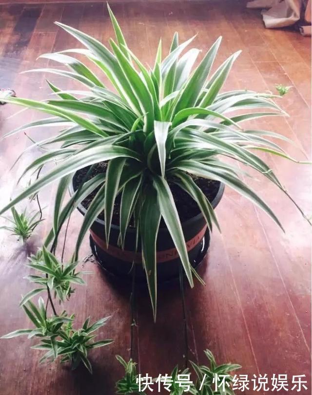 玉翁|5种“盆栽”，十天半月不理它，也能长，浇点水长爆盆，太省心了