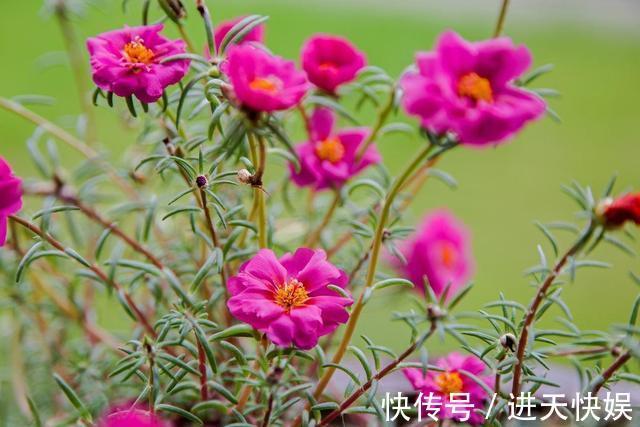 徒长|太阳花根茎软倒伏不开花，抓紧时间“剃光头”，夏末还能开一茬