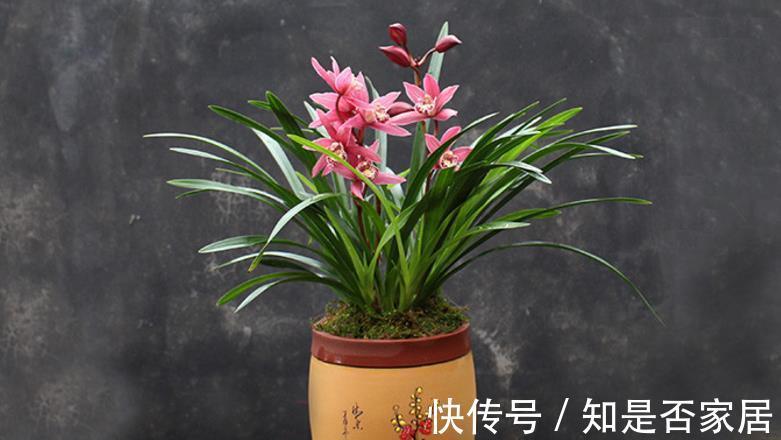 花色|养兰花红贵妃，盆栽显贵气，开花色艳浓香，易活
