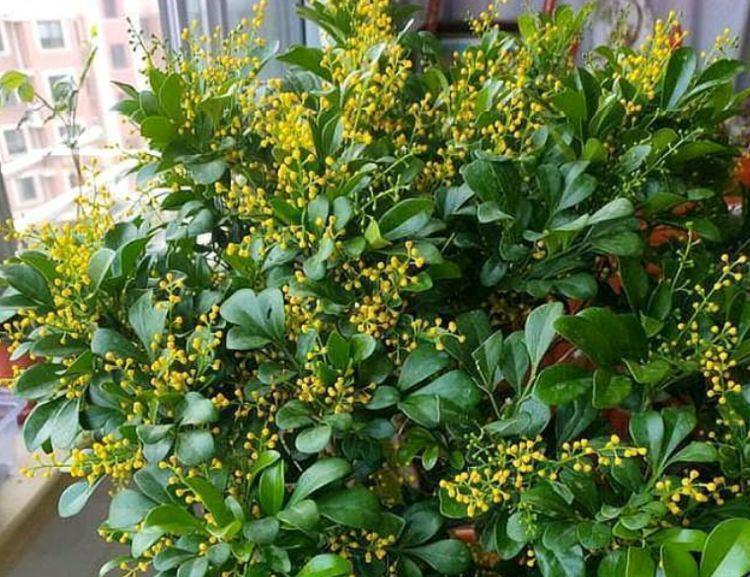 4款艳美的花卉,花大色艳花期长,一年四季花开不停,开花量大