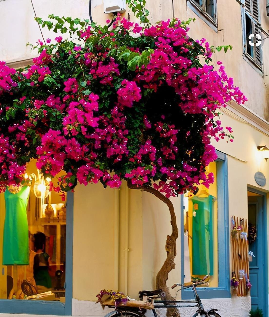 适合春天养的4种“花树”,有空种几棵,小院子也有“高颜值”